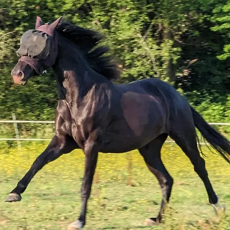 Chez Loupi Casa vacanze Épaignes