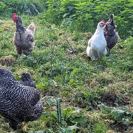 Hébergement de vacances Chez Loupi *