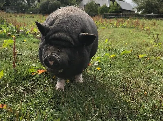 Chez Loupi Épaignes