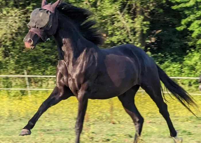 Chez Loupi Dom wakacyjny Épaignes