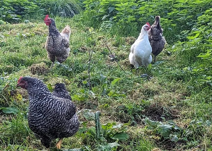 Dom wakacyjny Chez Loupi *